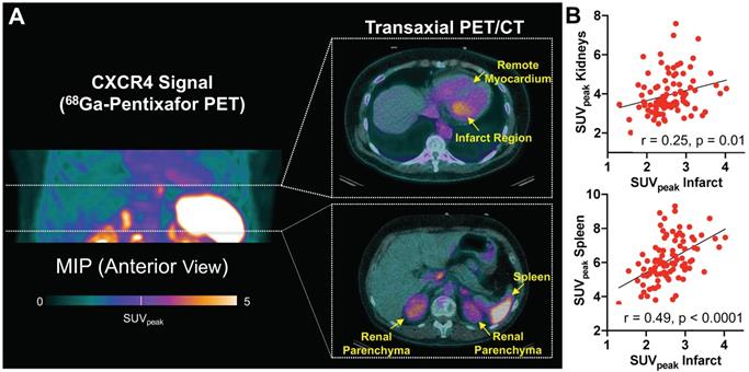 Theranostics Image