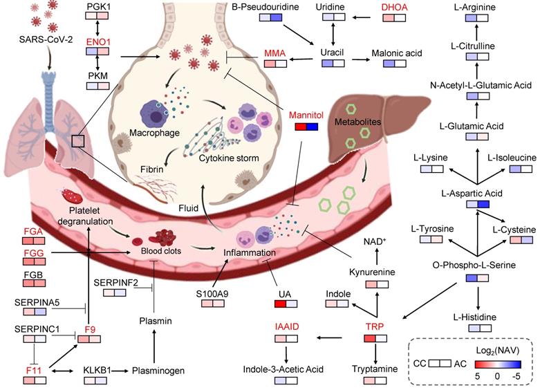 Theranostics Image