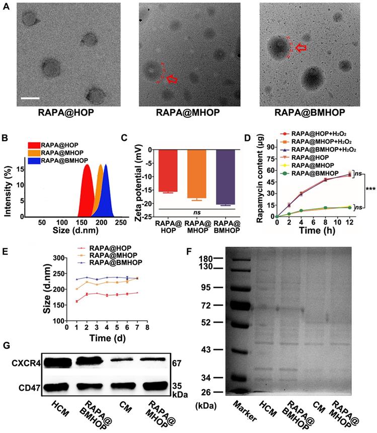 Theranostics Image