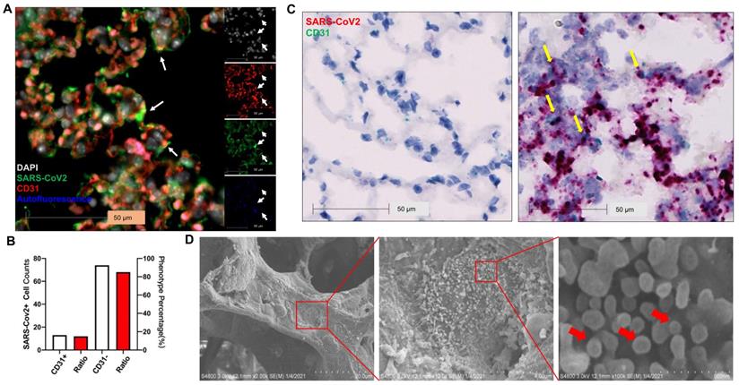 Theranostics Image