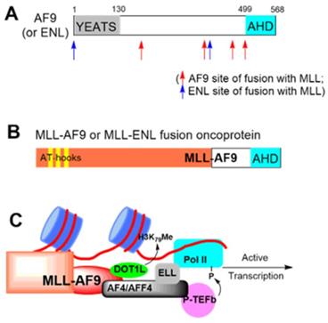 Theranostics Image