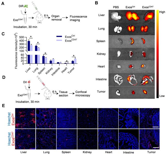 Theranostics Image