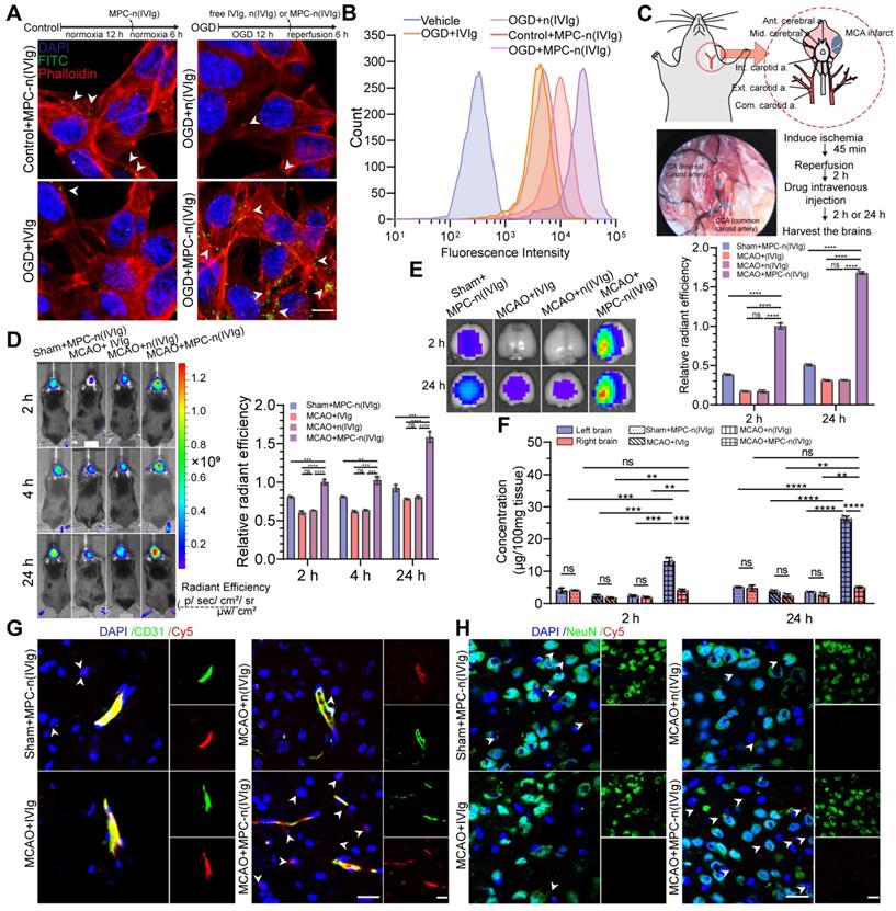 Theranostics Image