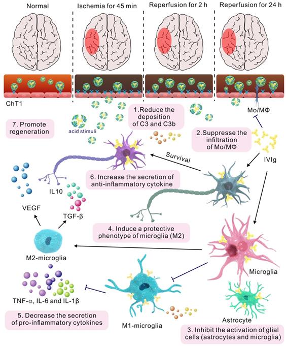 Theranostics Image