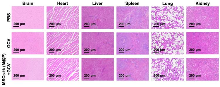 Theranostics Image