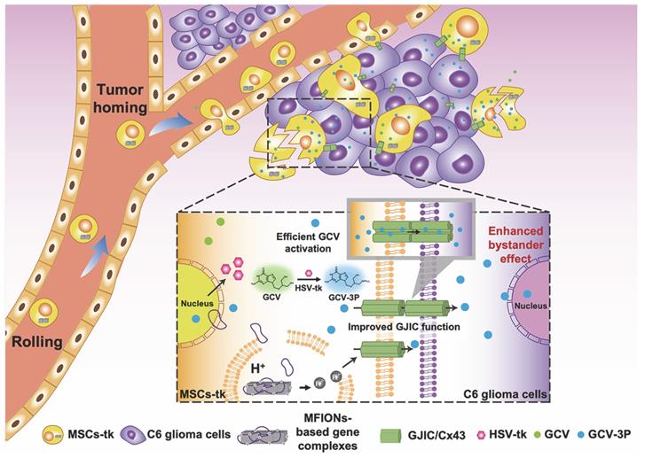 Theranostics Image