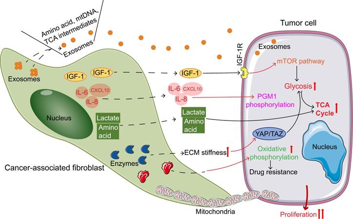 Theranostics Image