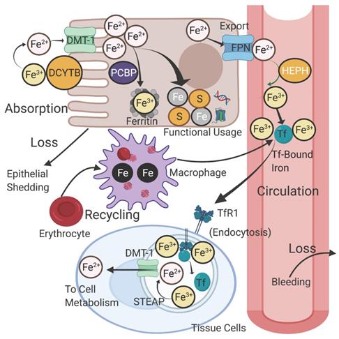 Theranostics Image