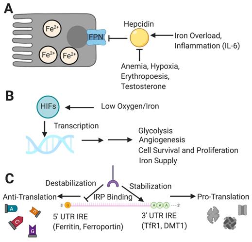 Theranostics Image