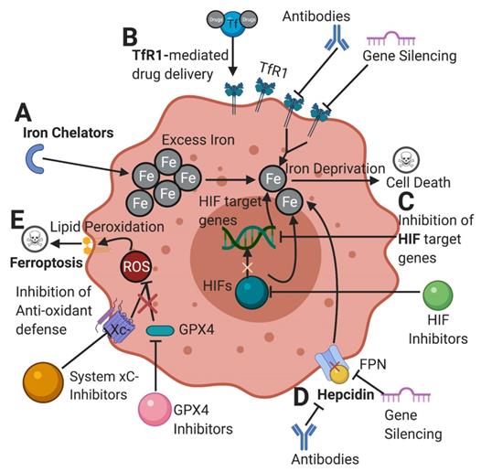 Theranostics Image