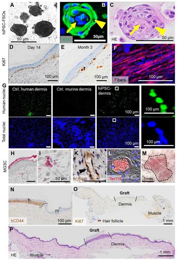 Theranostics Image