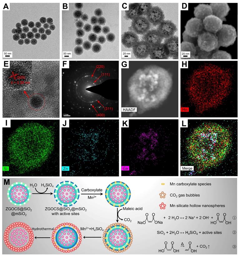 Theranostics Image