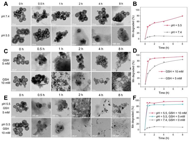 Theranostics Image