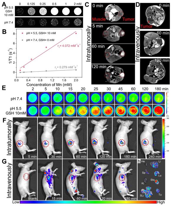 Theranostics Image