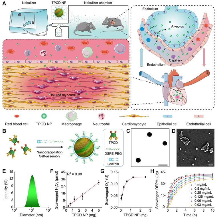 Theranostics Image