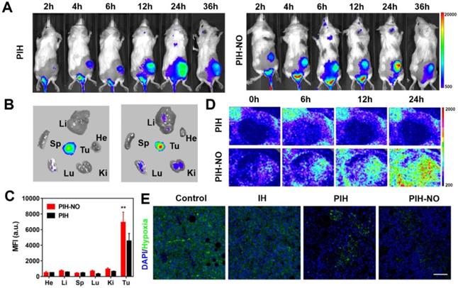 Theranostics Image