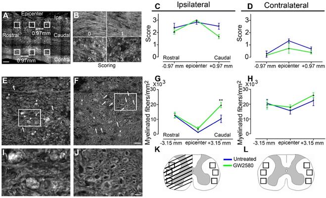 Theranostics Image