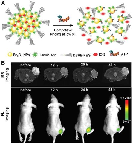 Theranostics Image