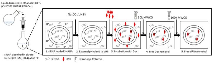 Theranostics Image