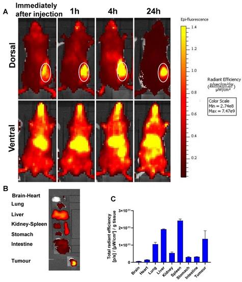 Theranostics Image