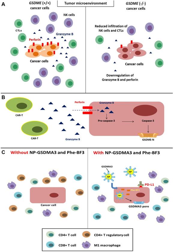 Theranostics Image