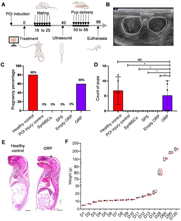 Theranostics Image