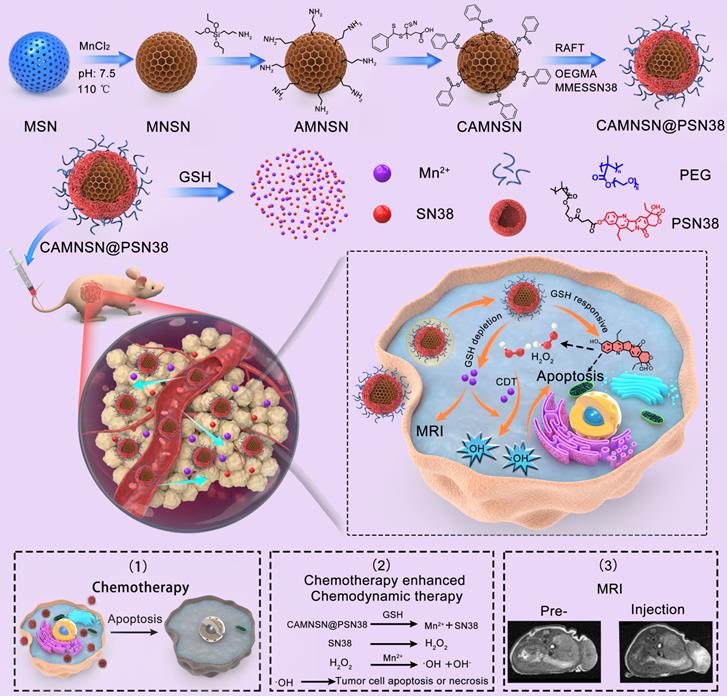 Theranostics Image