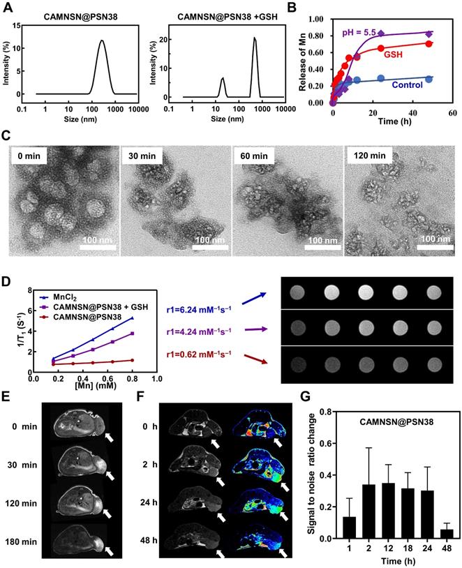 Theranostics Image