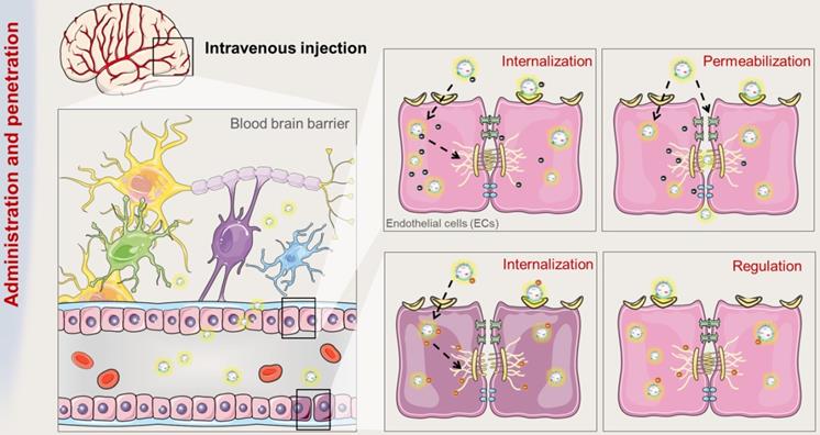 Theranostics Image