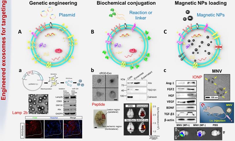 Theranostics Image