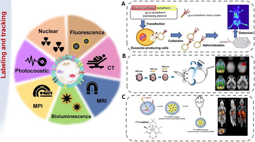 Theranostics Image