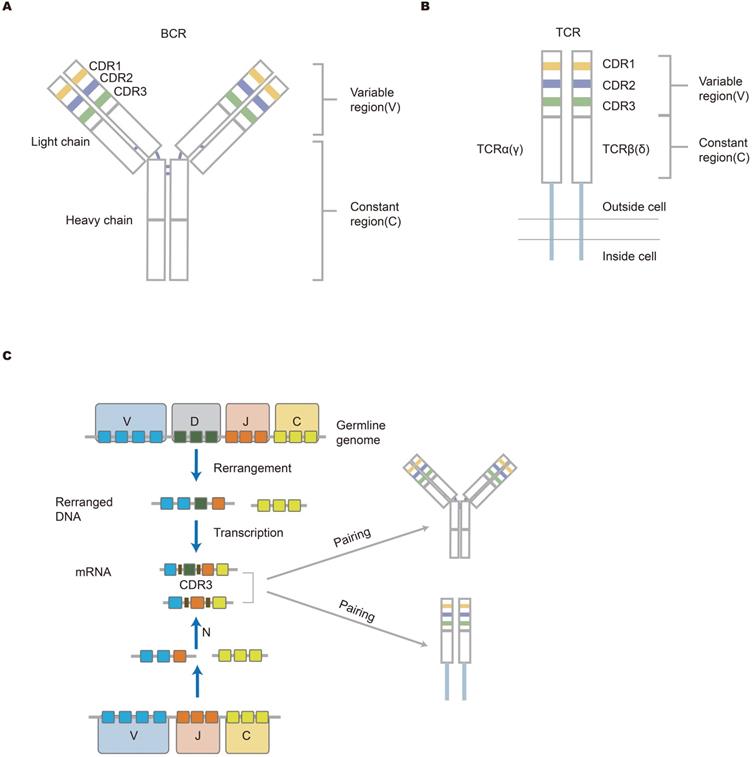 Theranostics Image