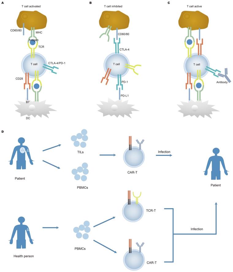 Theranostics Image