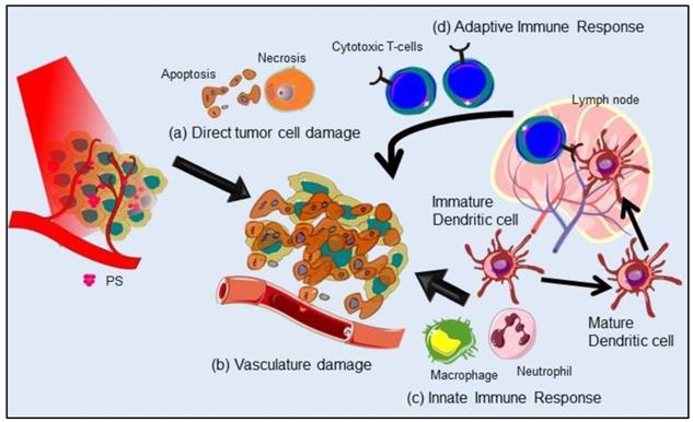 Theranostics Image