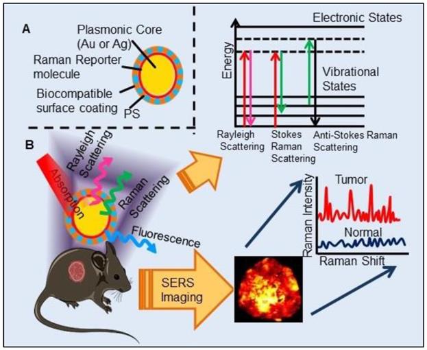 Theranostics Image