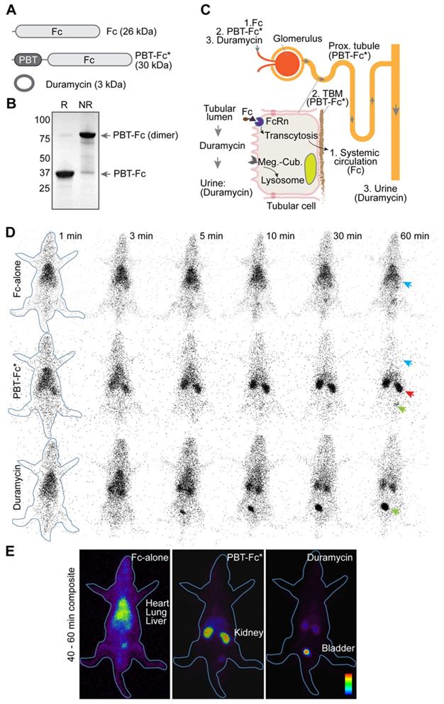 Theranostics Image