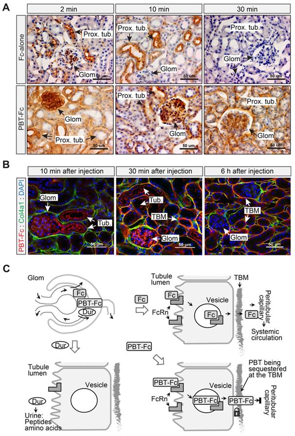 Theranostics Image