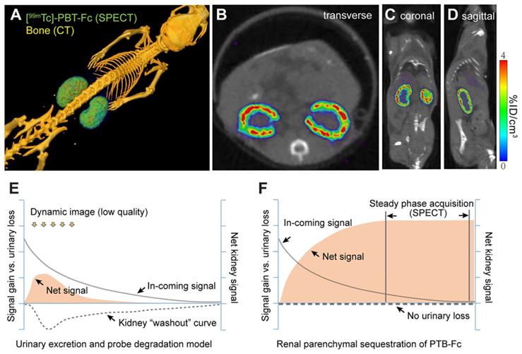 Theranostics Image