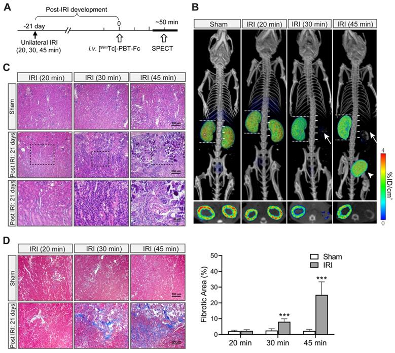 Theranostics Image