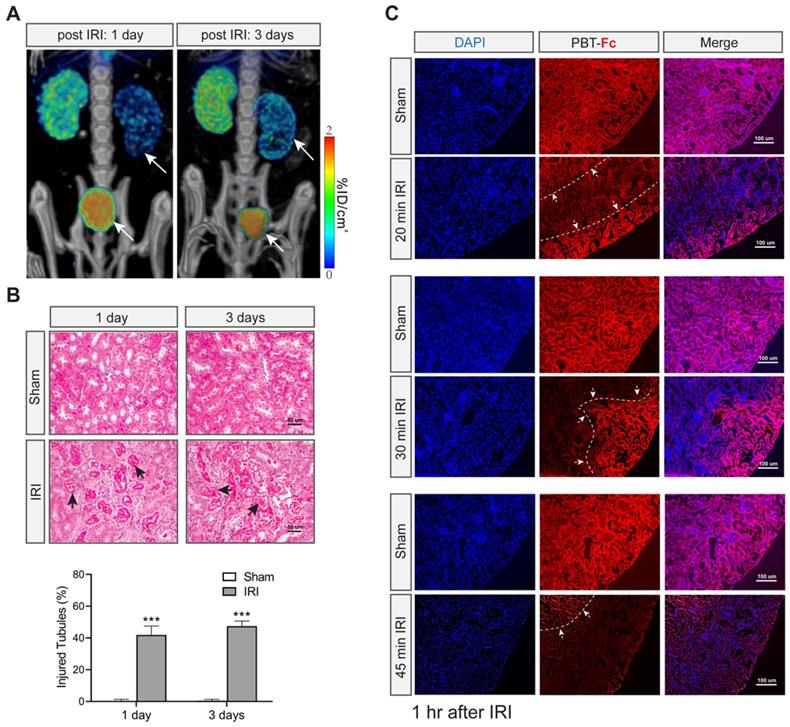 Theranostics Image