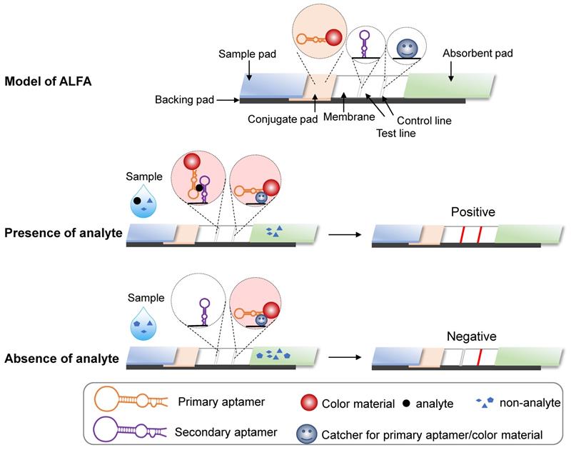 Theranostics Image