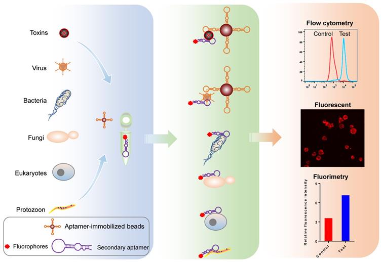 Theranostics Image