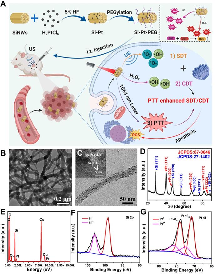 Theranostics Image