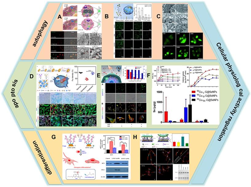 Theranostics Image