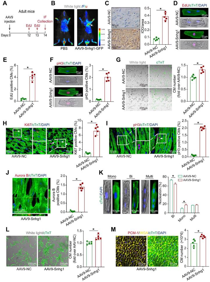 Theranostics Image