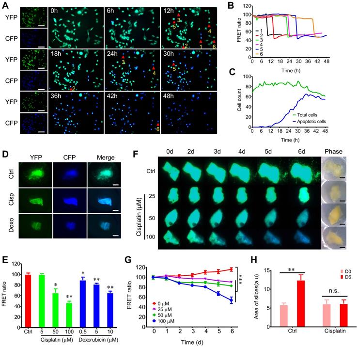 Theranostics Image