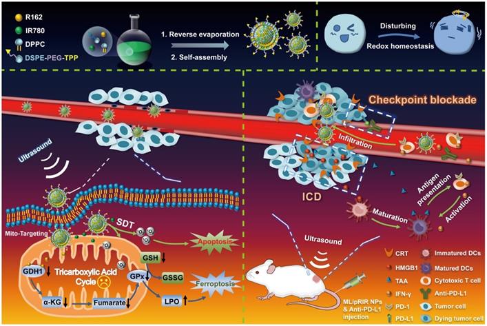 Theranostics Image