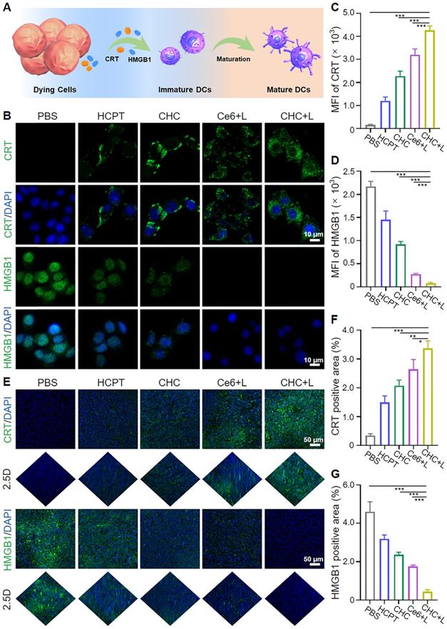 Theranostics Image