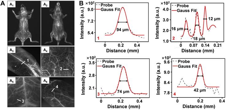 Theranostics Image