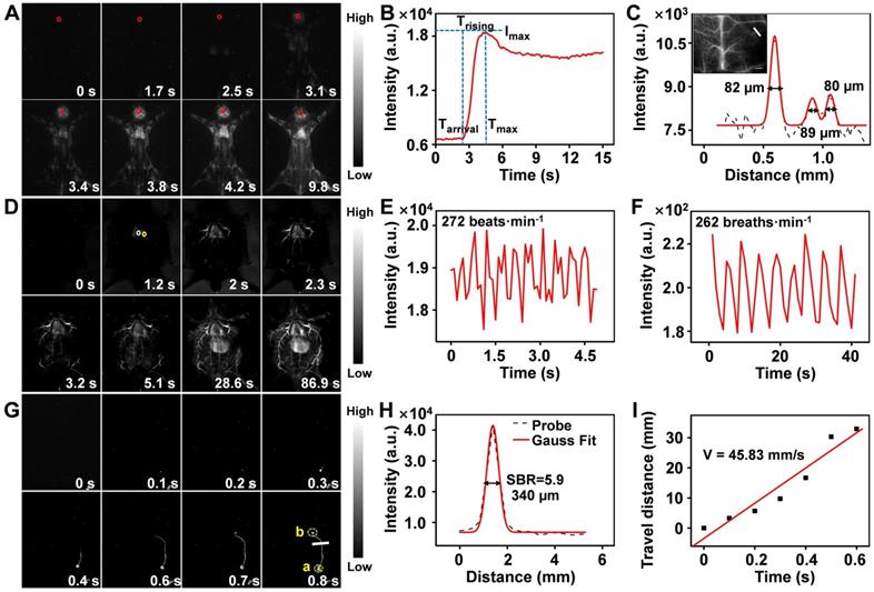 Theranostics Image